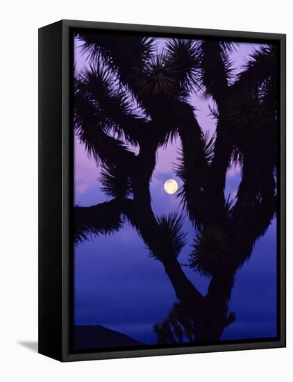 Joshua Tree with Moonset, Joshua Tree National Park, California, USA-Chuck Haney-Framed Stretched Canvas