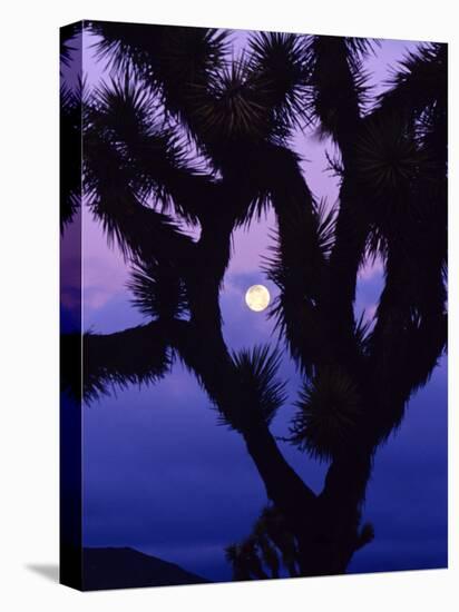 Joshua Tree with Moonset, Joshua Tree National Park, California, USA-Chuck Haney-Stretched Canvas
