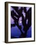 Joshua Tree with Moonset, Joshua Tree National Park, California, USA-Chuck Haney-Framed Photographic Print