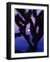 Joshua Tree with Moonset, Joshua Tree National Park, California, USA-Chuck Haney-Framed Photographic Print