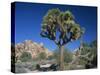 Joshua Tree with Rocks and Trees in the Background, Joshua Tree National Park, California, USA-Tomlinson Ruth-Stretched Canvas