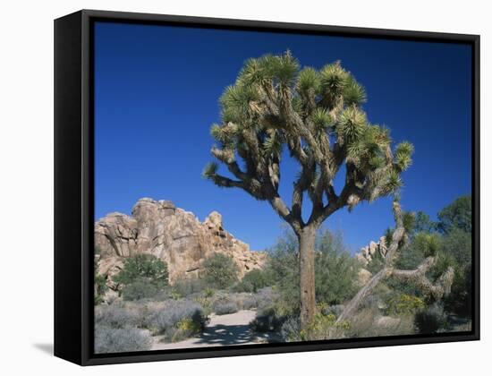 Joshua Tree with Rocks and Trees in the Background, Joshua Tree National Park, California, USA-Tomlinson Ruth-Framed Stretched Canvas