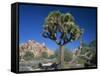 Joshua Tree with Rocks and Trees in the Background, Joshua Tree National Park, California, USA-Tomlinson Ruth-Framed Stretched Canvas