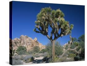 Joshua Tree with Rocks and Trees in the Background, Joshua Tree National Park, California, USA-Tomlinson Ruth-Stretched Canvas