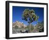 Joshua Tree with Rocks and Trees in the Background, Joshua Tree National Park, California, USA-Tomlinson Ruth-Framed Photographic Print