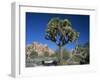 Joshua Tree with Rocks and Trees in the Background, Joshua Tree National Park, California, USA-Tomlinson Ruth-Framed Photographic Print