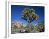 Joshua Tree with Rocks and Trees in the Background, Joshua Tree National Park, California, USA-Tomlinson Ruth-Framed Photographic Print