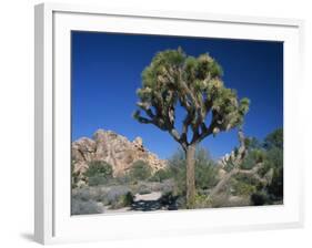 Joshua Tree with Rocks and Trees in the Background, Joshua Tree National Park, California, USA-Tomlinson Ruth-Framed Photographic Print