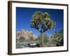 Joshua Tree with Rocks and Trees in the Background, Joshua Tree National Park, California, USA-Tomlinson Ruth-Framed Photographic Print