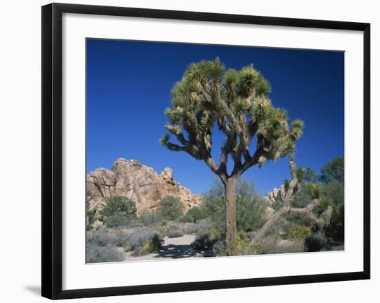 Joshua Tree with Rocks and Trees in the Background, Joshua Tree National Park, California, USA-Tomlinson Ruth-Framed Photographic Print