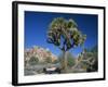 Joshua Tree with Rocks and Trees in the Background, Joshua Tree National Park, California, USA-Tomlinson Ruth-Framed Photographic Print