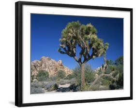 Joshua Tree with Rocks and Trees in the Background, Joshua Tree National Park, California, USA-Tomlinson Ruth-Framed Photographic Print