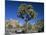 Joshua Tree with Rocks and Trees in the Background, Joshua Tree National Park, California, USA-Tomlinson Ruth-Mounted Photographic Print