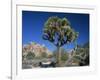 Joshua Tree with Rocks and Trees in the Background, Joshua Tree National Park, California, USA-Tomlinson Ruth-Framed Photographic Print