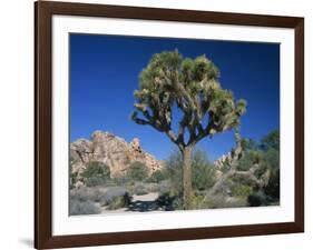 Joshua Tree with Rocks and Trees in the Background, Joshua Tree National Park, California, USA-Tomlinson Ruth-Framed Photographic Print