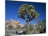 Joshua Tree with Rocks and Trees in the Background, Joshua Tree National Park, California, USA-Tomlinson Ruth-Mounted Photographic Print