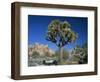 Joshua Tree with Rocks and Trees in the Background, Joshua Tree National Park, California, USA-Tomlinson Ruth-Framed Photographic Print