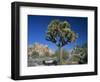 Joshua Tree with Rocks and Trees in the Background, Joshua Tree National Park, California, USA-Tomlinson Ruth-Framed Photographic Print