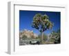 Joshua Tree with Rocks and Trees in the Background, Joshua Tree National Park, California, USA-Tomlinson Ruth-Framed Photographic Print