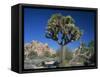 Joshua Tree with Rocks and Trees in the Background, Joshua Tree National Park, California, USA-Tomlinson Ruth-Framed Stretched Canvas