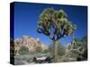 Joshua Tree with Rocks and Trees in the Background, Joshua Tree National Park, California, USA-Tomlinson Ruth-Stretched Canvas