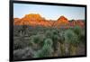 Joshua tree, Yucca brevifolia and sunset on red rocks, Valley of Fire State Park, Nevada-Adam Jones-Framed Photographic Print