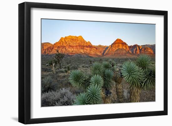 Joshua tree, Yucca brevifolia and sunset on red rocks, Valley of Fire State Park, Nevada-Adam Jones-Framed Photographic Print