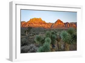 Joshua tree, Yucca brevifolia and sunset on red rocks, Valley of Fire State Park, Nevada-Adam Jones-Framed Photographic Print