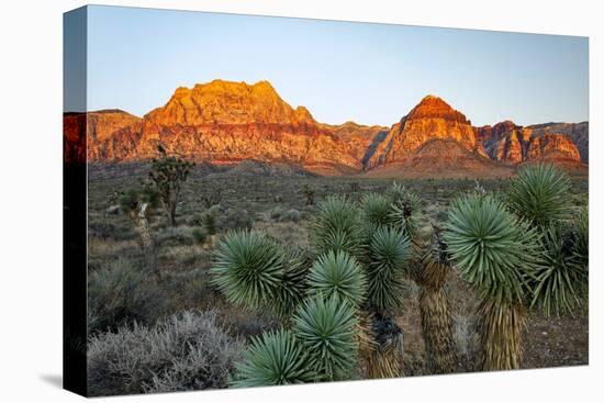 Joshua tree, Yucca brevifolia and sunset on red rocks, Valley of Fire State Park, Nevada-Adam Jones-Stretched Canvas