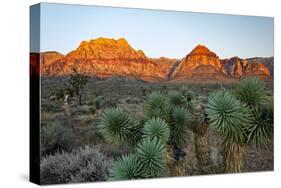 Joshua tree, Yucca brevifolia and sunset on red rocks, Valley of Fire State Park, Nevada-Adam Jones-Stretched Canvas