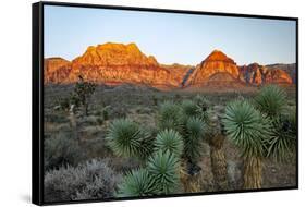 Joshua tree, Yucca brevifolia and sunset on red rocks, Valley of Fire State Park, Nevada-Adam Jones-Framed Stretched Canvas