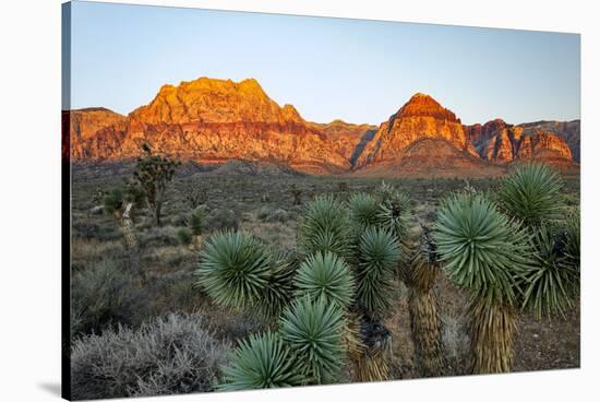 Joshua tree, Yucca brevifolia and sunset on red rocks, Valley of Fire State Park, Nevada-Adam Jones-Stretched Canvas