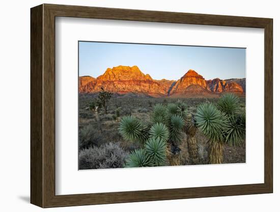 Joshua tree, Yucca brevifolia and sunset on red rocks, Valley of Fire State Park, Nevada-Adam Jones-Framed Photographic Print