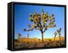 Joshua Tree (Yucca Brevifolia) at Sunset, Mojave Desert, Joshua Tree National Park, California, Usa-Scott T^ Smith-Framed Stretched Canvas