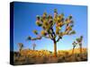 Joshua Tree (Yucca Brevifolia) at Sunset, Mojave Desert, Joshua Tree National Park, California, Usa-Scott T^ Smith-Stretched Canvas