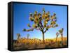 Joshua Tree (Yucca Brevifolia) at Sunset, Mojave Desert, Joshua Tree National Park, California, Usa-Scott T^ Smith-Framed Stretched Canvas