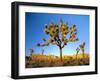 Joshua Tree (Yucca Brevifolia) at Sunset, Mojave Desert, Joshua Tree National Park, California, Usa-Scott T^ Smith-Framed Photographic Print