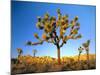 Joshua Tree (Yucca Brevifolia) at Sunset, Mojave Desert, Joshua Tree National Park, California, Usa-Scott T^ Smith-Mounted Photographic Print