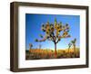 Joshua Tree (Yucca Brevifolia) at Sunset, Mojave Desert, Joshua Tree National Park, California, Usa-Scott T^ Smith-Framed Photographic Print