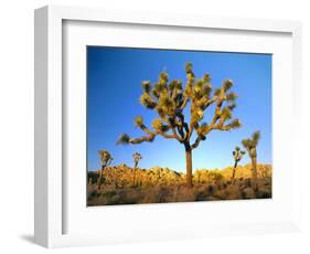 Joshua Tree (Yucca Brevifolia) at Sunset, Mojave Desert, Joshua Tree National Park, California, Usa-Scott T^ Smith-Framed Photographic Print