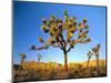 Joshua Tree (Yucca Brevifolia) at Sunset, Mojave Desert, Joshua Tree National Park, California, Usa-Scott T^ Smith-Mounted Photographic Print