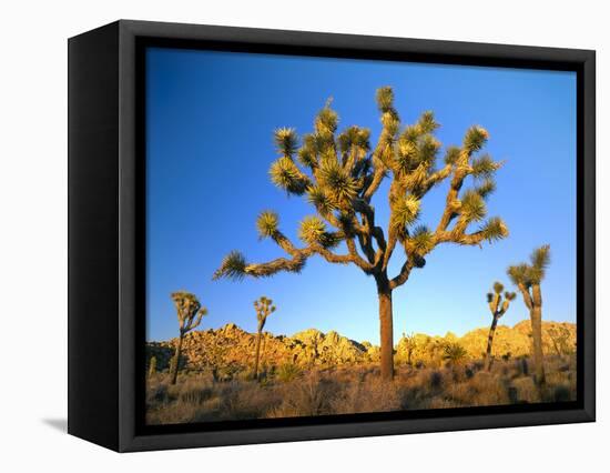 Joshua Tree (Yucca Brevifolia) at Sunset, Mojave Desert, Joshua Tree National Park, California, Usa-Scott T^ Smith-Framed Stretched Canvas