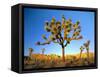 Joshua Tree (Yucca Brevifolia) at Sunset, Mojave Desert, Joshua Tree National Park, California, Usa-Scott T^ Smith-Framed Stretched Canvas