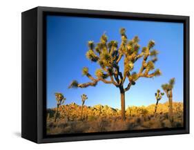 Joshua Tree (Yucca Brevifolia) at Sunset, Mojave Desert, Joshua Tree National Park, California, Usa-Scott T^ Smith-Framed Stretched Canvas