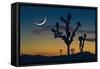 Joshua Tree-null-Framed Stretched Canvas