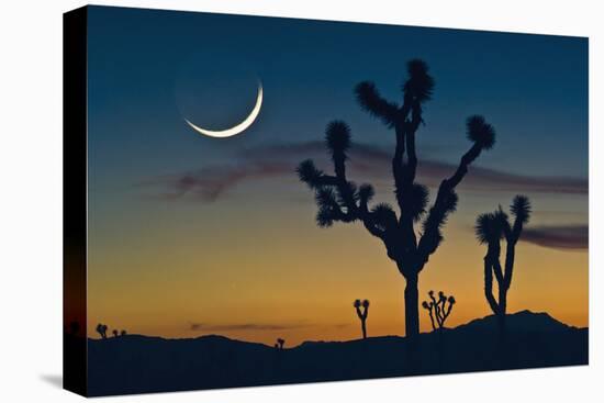 Joshua Tree-null-Stretched Canvas