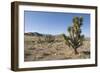 Joshua Tree-null-Framed Photographic Print