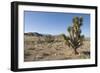 Joshua Tree-null-Framed Photographic Print