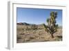 Joshua Tree-null-Framed Photographic Print