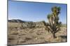 Joshua Tree-null-Mounted Photographic Print